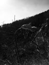 Tenacious dead leaves in the autumn wind